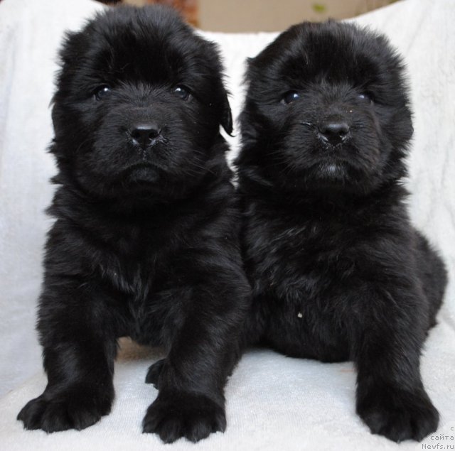 Фотография № 82278