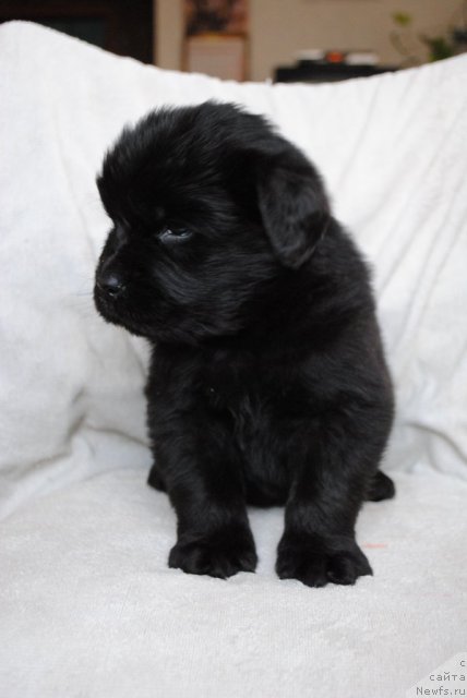 Фотография № 82279