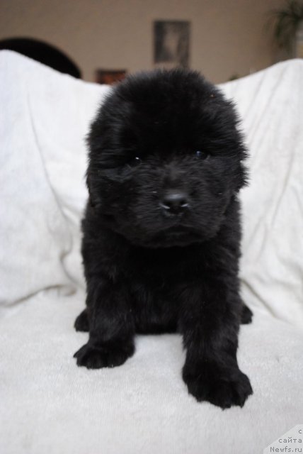 Фотография № 82283