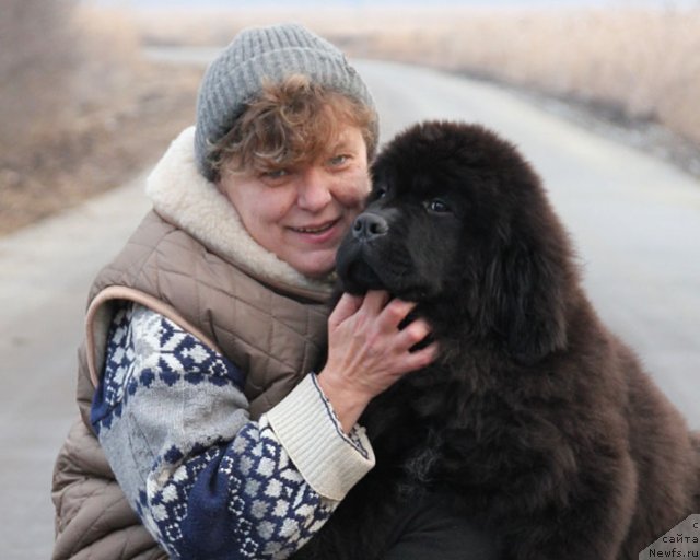 Фото: ньюфаундленд Zvezdnij Dar Afina dlja Berega Dona (Звездный Дар Афина для Берега Дона), Natal'ya Tatarinova (Наталья Татаринова)