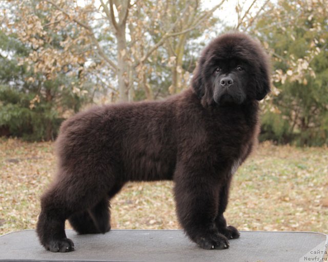 Фото: ньюфаундленд Zvezdnij Dar Afina dlja Berega Dona (Звездный Дар Афина для Берега Дона)