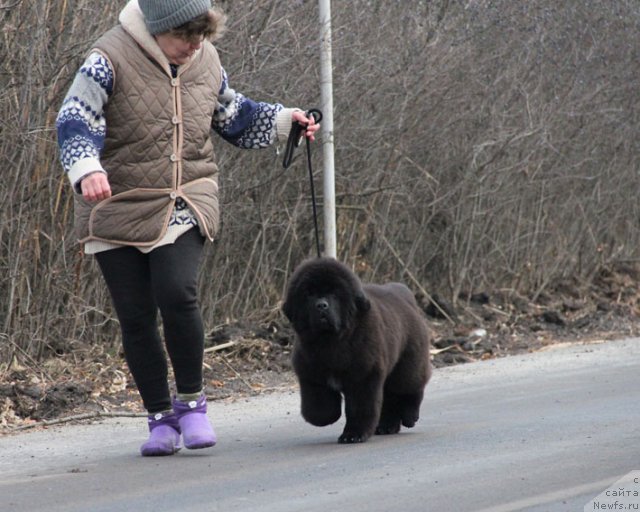 Фотография № 82289