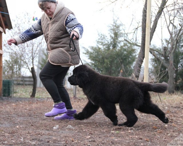 Фото: ньюфаундленд Zvezdnij Dar Afina dlja Berega Dona (Звездный Дар Афина для Берега Дона)