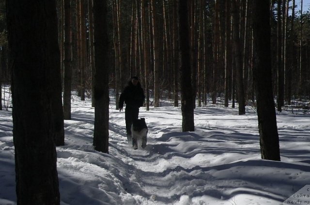 Фото: ньюфаундленд Kiper Soul Jemchujina Belaya (Кипер Соул Жемчужина Белая), Слава