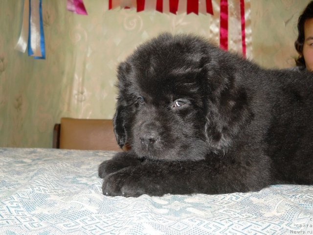 Фото: ньюфаундленд Princ Al'finskiy (Принц Альфинский)