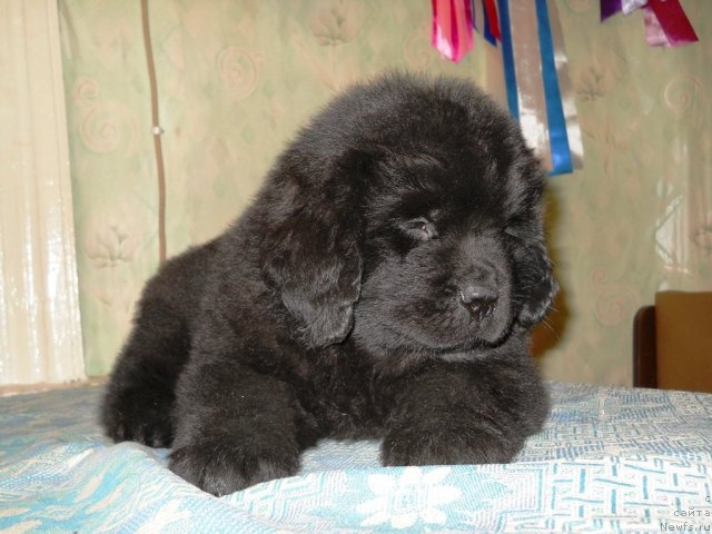 Фото: ньюфаундленд Princ Al'finskiy (Принц Альфинский)