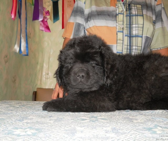 Фото: ньюфаундленд Princ Al'finskiy (Принц Альфинский)