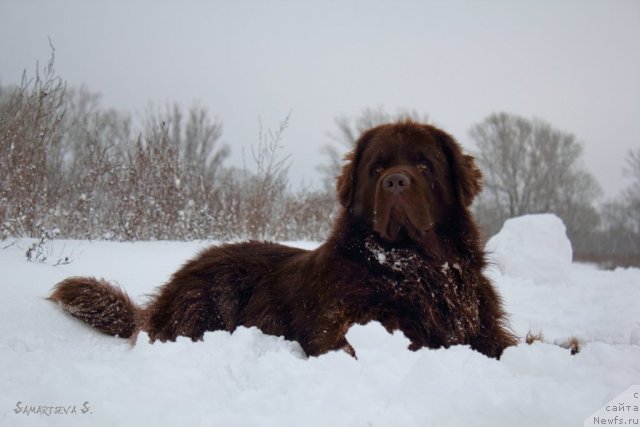 Фото: ньюфаундленд Lesnaja Skazka Korolevskiy Medved (Лесная Сказка Королевский Медведь)
