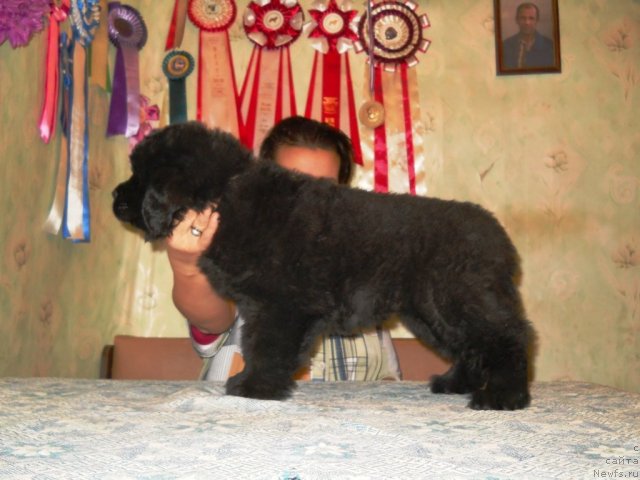 Фото: ньюфаундленд Primadonna Klimskaya (Примадонна Климская)