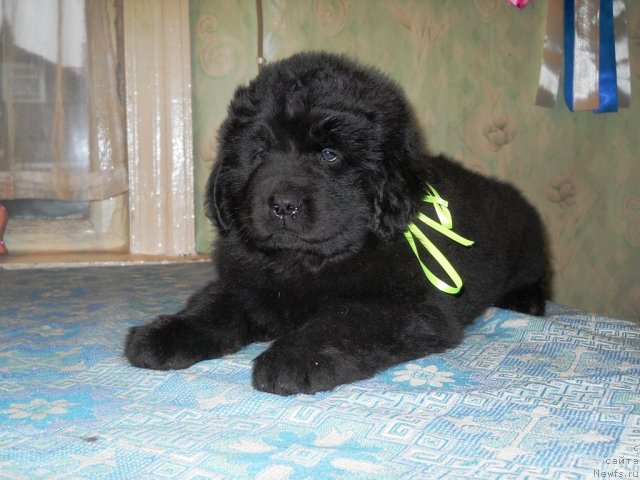 Фото: ньюфаундленд Primadonna Klimskaya (Примадонна Климская)