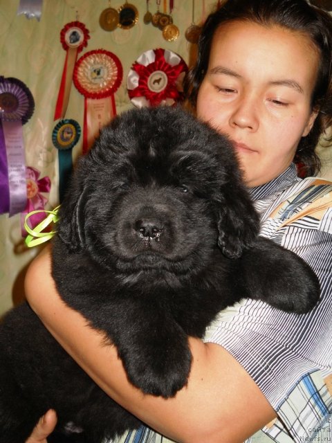 Фото: ньюфаундленд Primadonna Klimskaya (Примадонна Климская)