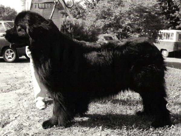 Фото: ньюфаундленд Lesli (Лесли)