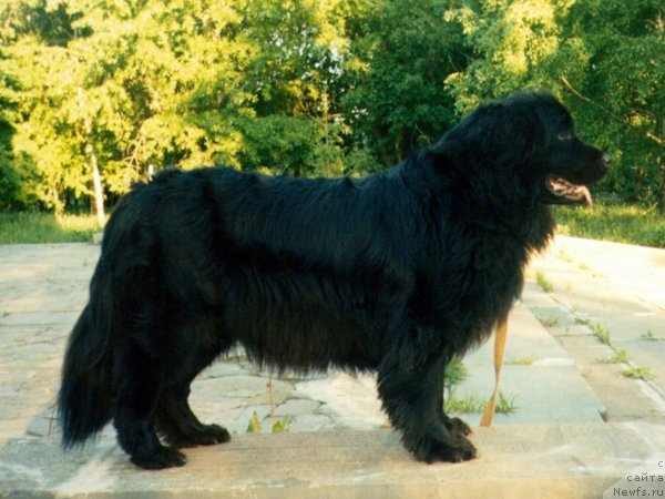 Фото: ньюфаундленд Joanna iz Plemeni Kedra (Жоанна из Племени Кедра)