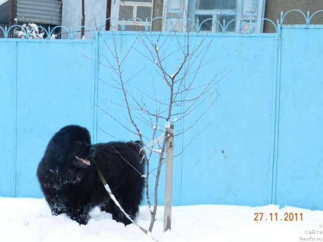 Фото: ньюфаундленд Cesar' Nel'son Tayger Blek (Цесарь Нельсон Тайгер Блек)