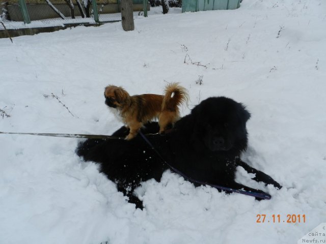 Фото: ньюфаундленд Cesar' Nel'son Tayger Blek (Цесарь Нельсон Тайгер Блек)