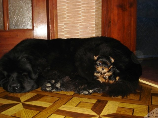 Фото: ньюфаундленд Beguschaya po Volnam Hasta la Vista (Бегущая по Волнам Хаста ла Виста)