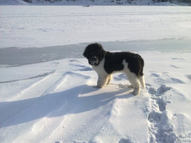 Фото: ньюфаундленд CHaruyuschaya Vzglyadom ot Sibirskogo Medvedya (Чарующая Взглядом от Сибирского Медведя)