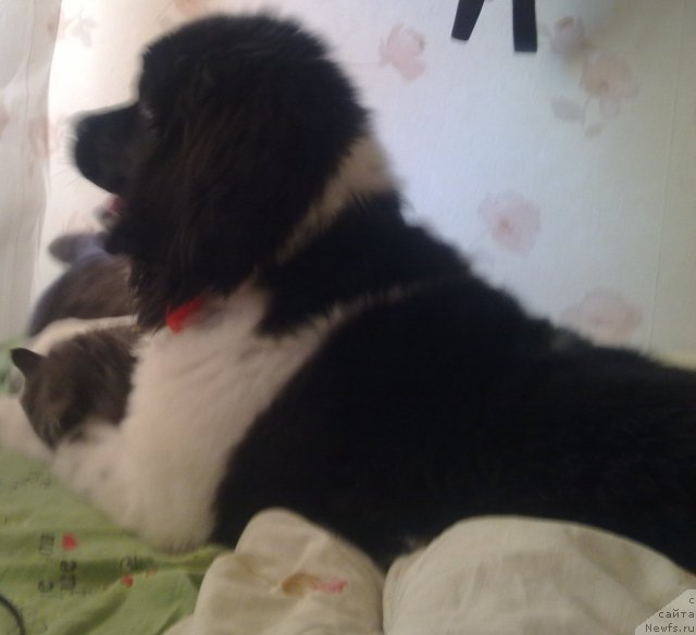 Фото: ньюфаундленд CHaruyuschaya Vzglyadom ot Sibirskogo Medvedya (Чарующая Взглядом от Сибирского Медведя)