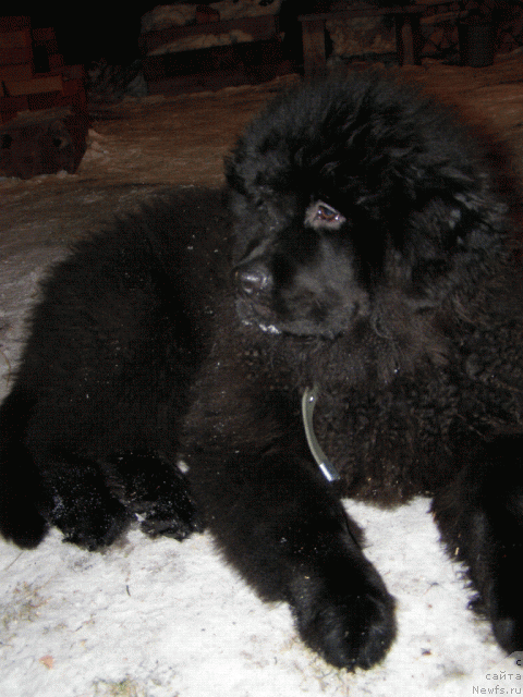 Фото: ньюфаундленд Bekingem (Бекингем)