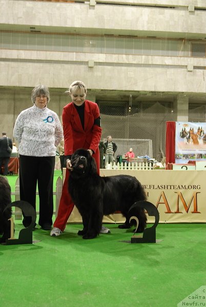 Фото: ньюфаундленд Endless Love Midnight Bear