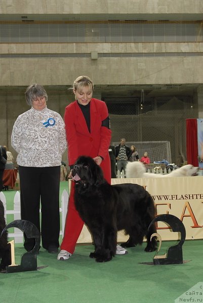 Фото: ньюфаундленд Endless Love Midnight Bear