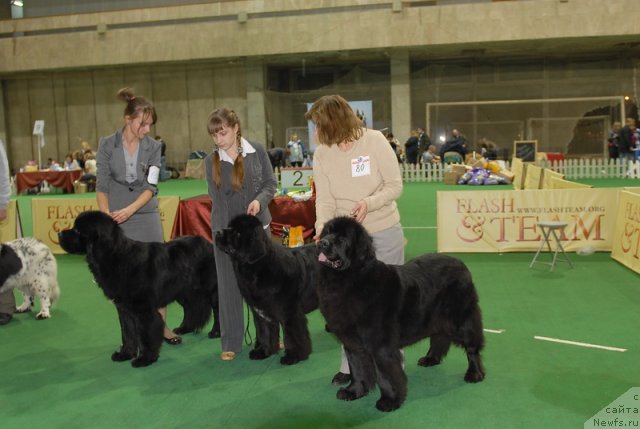 Фотография № 82409