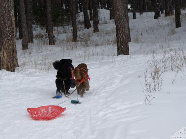 Фото: ньюфаундленд Ygan s Toyanova Gorodka (Юган с Тоянова Городка), ньюфаундленд Lesnaya Skazka Izol'da (Лесная Сказка Изольда)