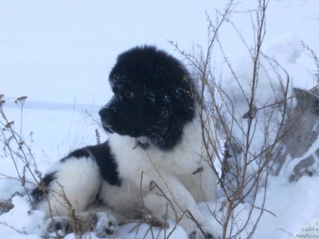 Фото: ньюфаундленд CHaruyuschaya Vzglyadom ot Sibirskogo Medvedya (Чарующая Взглядом от Сибирского Медведя)