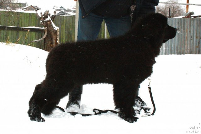 Фотография № 82428