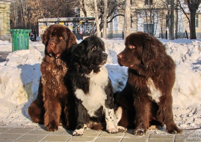 Фото: ньюфаундленд Obush Shed Yakutia (Обуш Шед Якутия), ньюфаундленд Super Bizon Gera (Супер Бизон Гера), ньюфаундленд Obush SHed YAntarnyiy Poceluy (Обуш Шед Янтарный Поцелуй)