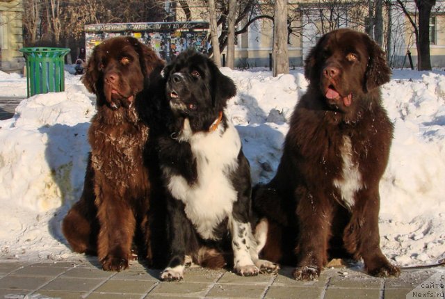Фото: ньюфаундленд Obush Shed Yakutia (Обуш Шед Якутия), ньюфаундленд Super Bizon Gera (Супер Бизон Гера), ньюфаундленд Obush SHed YAntarnyiy Poceluy (Обуш Шед Янтарный Поцелуй)