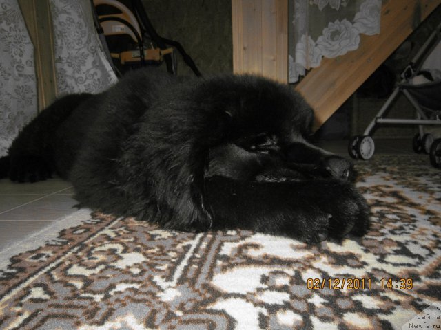 Фото: ньюфаундленд Piternyuf Monte Kristo (Питерньюф Монте Кристо)