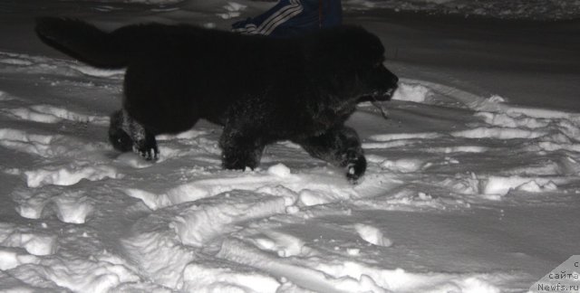 Фото: ньюфаундленд Zvezdnij Dar Afrodita (Звездный Дар Афродита)