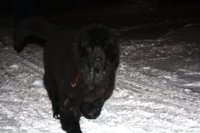 Фото: ньюфаундленд Zvezdnij Dar Afrodita (Звездный Дар Афродита)