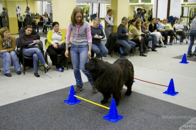 Фото: ньюфаундленд CHansi iz Zolotogo Treugol'nika (Чанси из Золотого Треугольника)