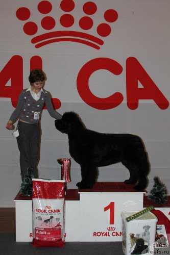 Фото: ньюфаундленд Aquatoriya Kelvin Lambordghini (Акватория Келвин Ламборджини)