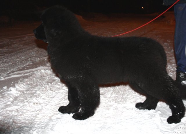 Фото: ньюфаундленд Zvezdnij Dar Afrodita (Звездный Дар Афродита)