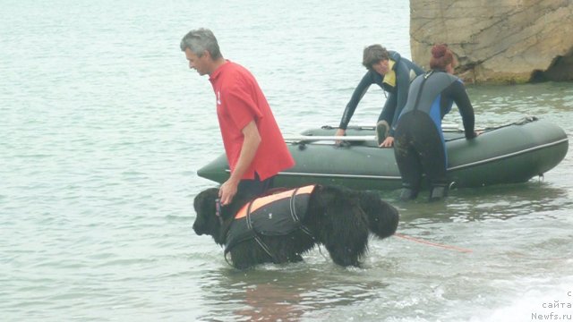 Фото: ньюфаундленд YUnona (Юнона), Andrey Koshkid'ko (Андрей Кошкидько)