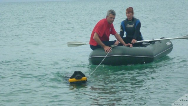 Фото: ньюфаундленд YUnona (Юнона), Ekaterina Kormakova (Екатерина Кормакова), Andrey Koshkid'ko (Андрей Кошкидько)