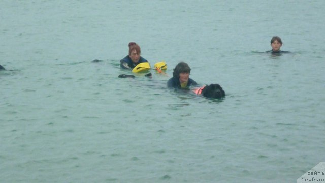 Фото: ньюфаундленд YUnona (Юнона), Nataliya Mihaylova (Наталия Михайлова), Ekaterina Kormakova (Екатерина Кормакова), Anastasiya Kormakova (Анастасия Кормакова)