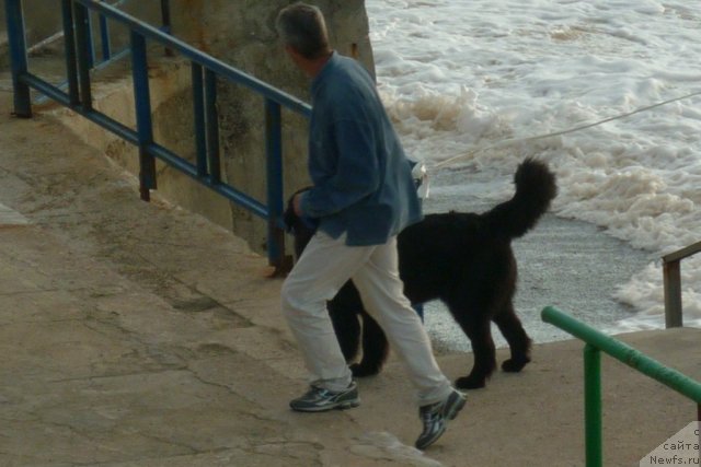 Фото: ньюфаундленд YUnona (Юнона), Andrey Koshkid'ko (Андрей Кошкидько)