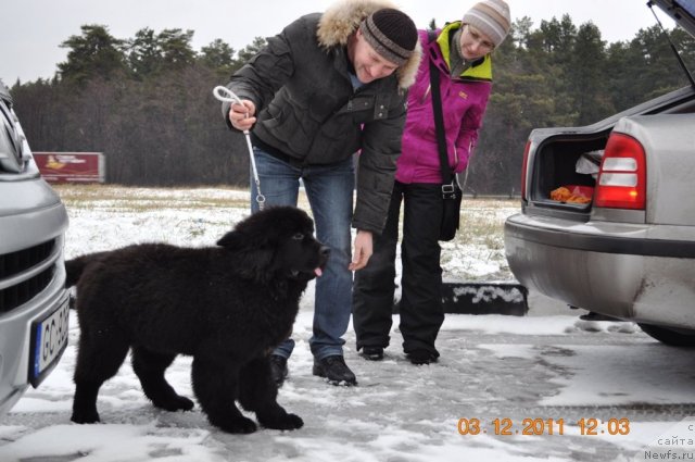 Фото: ньюфаундленд Zvezdnij Dar Afrodita (Звездный Дар Афродита)