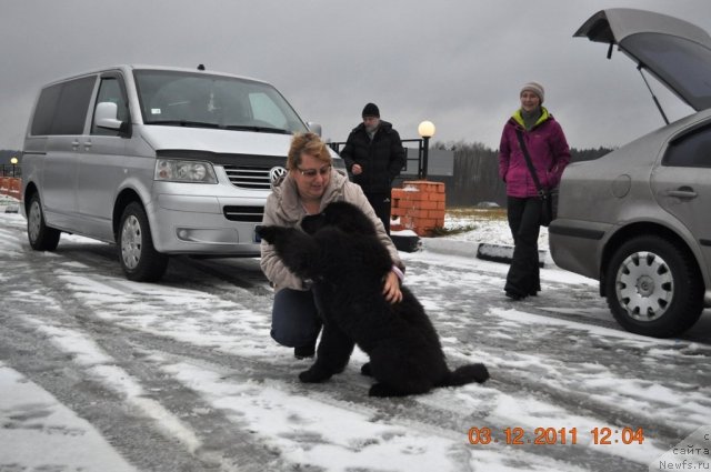 Фото: ньюфаундленд Zvezdnij Dar Afrodita (Звездный Дар Афродита), Elena Stepanova (Елена Степанова)