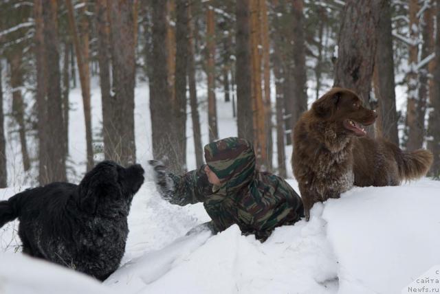 Фото: ньюфаундленд Ygan s Toyanova Gorodka (Юган с Тоянова Городка), Igor' Momot (Игорь Момот), ньюфаундленд Lesnaya Skazka Izol'da (Лесная Сказка Изольда)