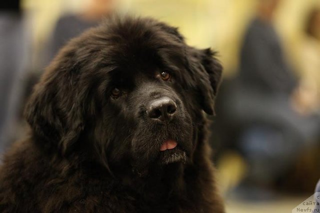 Фото: ньюфаундленд CHansi iz Zolotogo Treugol'nika (Чанси из Золотого Треугольника)