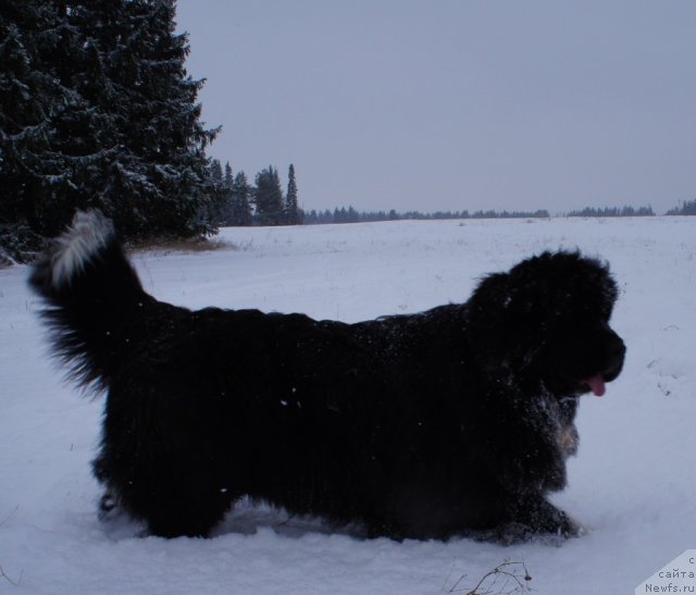 Фотография № 82498