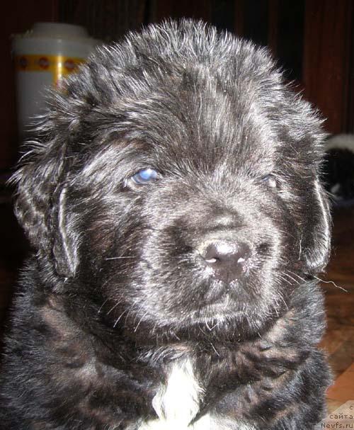 Фото: ньюфаундленд Super Bizon Byerrimor (Супер Бизон Бэрримор)