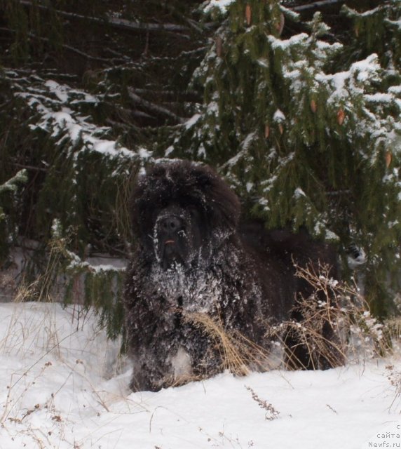 Фотография № 82502