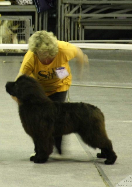 Фото: ньюфаундленд S'Nezhnaya Vjuga Armando Parusso (С'Нежная Вьюга Армандо Паруссо)