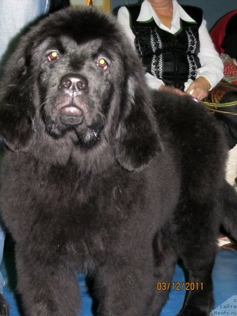 Фото: Детки, ньюфаундленд Koketka ot CHannel iz Medvej'ego YAra (Кокетка от Чаннел из Медвежьего Яра), ньюфаундленд Alisa Radost' SHokoladnoy Mamyi (Алиса Радость Шоколадной Мамы)
